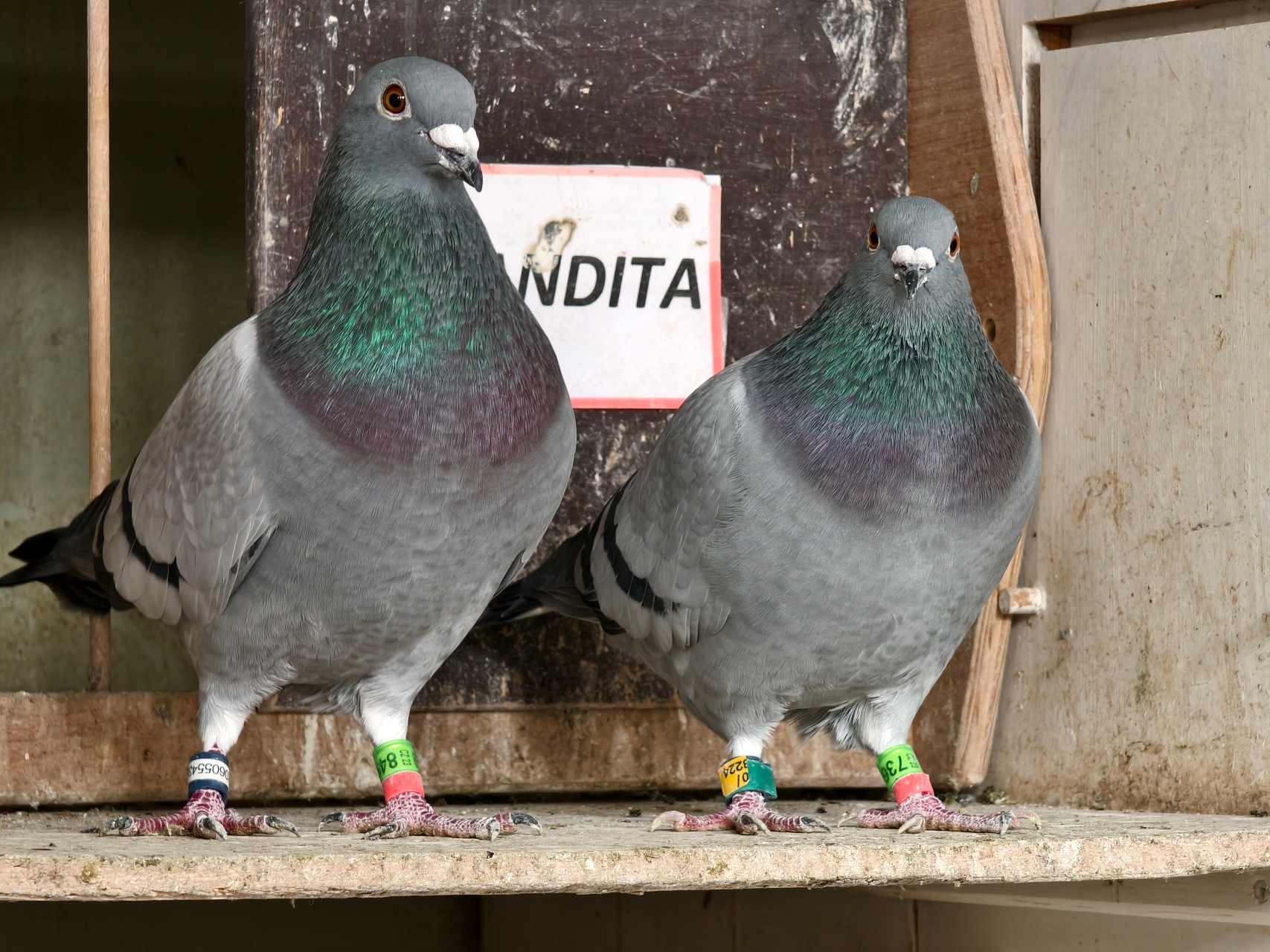 IMG 20241106 104740.jpg compressed