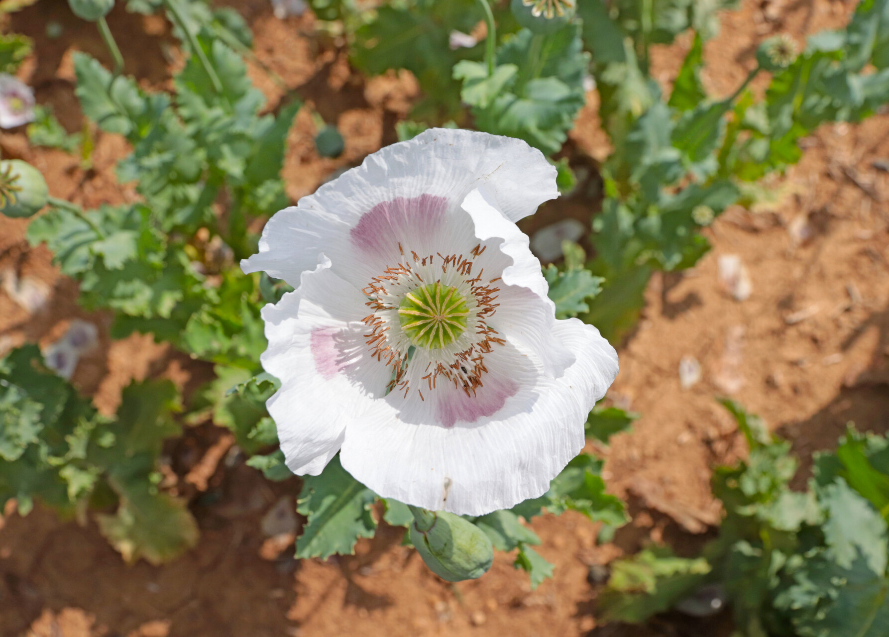 IMG 9348.jpg compressed