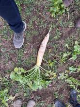 WhatsApp-Image-Dec-19-2024-1