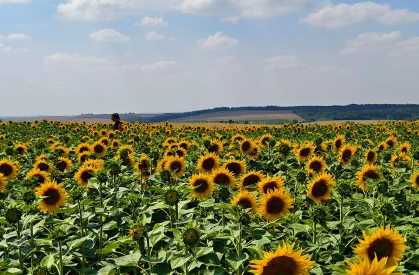 Království slunečnic