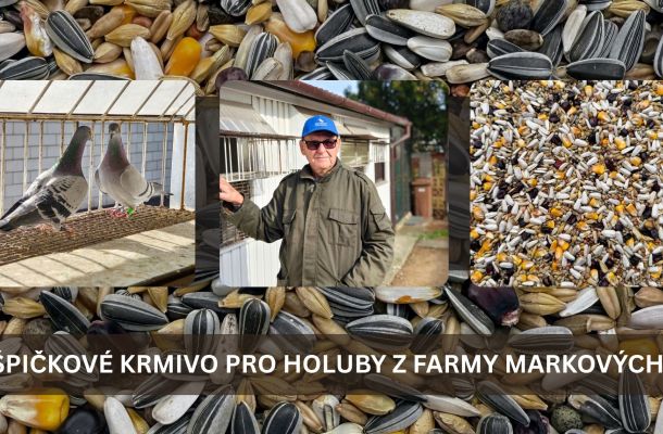 krmivo pro holuby