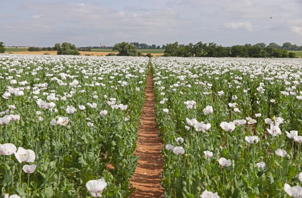 zrní pro lisované oleje