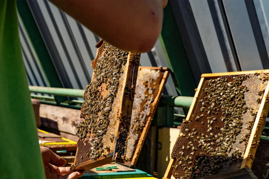 Včelařství Vybíral