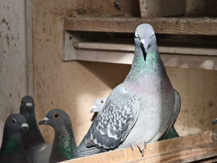 Poštovní holubi