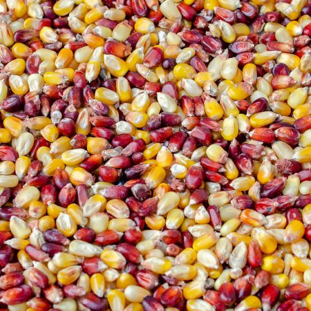 Kukuřice barevná