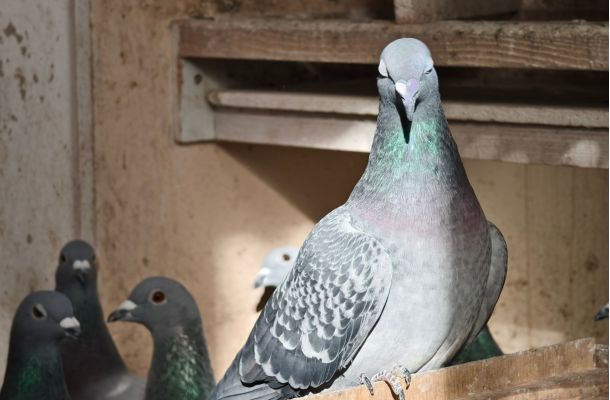Poštovní holubi