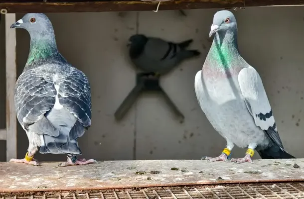 směsí MASTER pro poštovní holuby