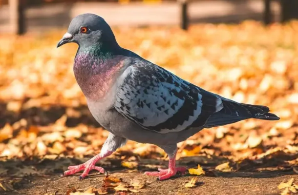 Směs ‚Holub Standard‘