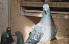 Poštovní holubi