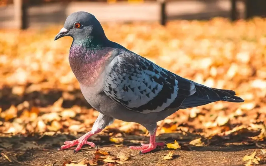 Směs ‚Holub Standard‘