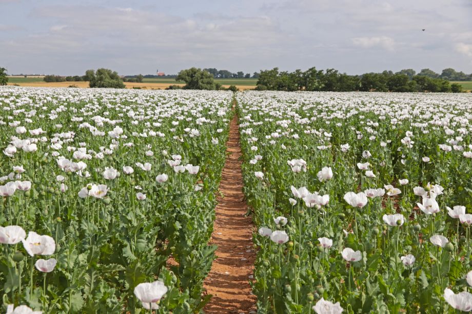 zrní pro lisované oleje